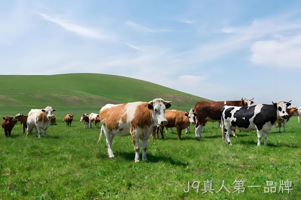 图片名称